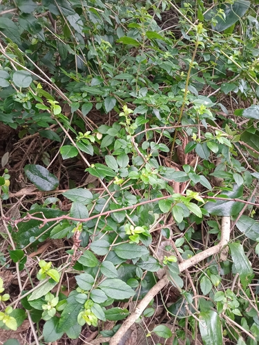 Mitraria coccinea observed 2026-07-18
