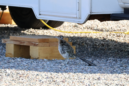 Greater Roadrunner observed by bburgnaturalist