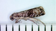 Grapholita packardi