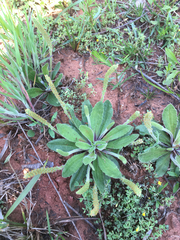 Plantago virginica