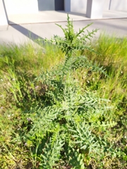 Carduus acanthoides