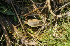 Drusia ibera
