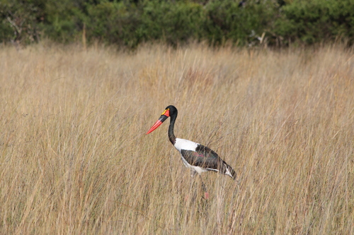 iNaturalist image