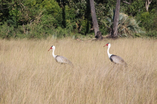 iNaturalist image