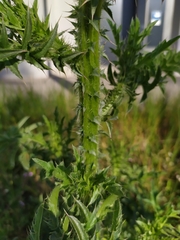 Carduus acanthoides