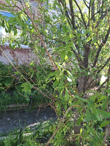 Salix udensis, photograph 4