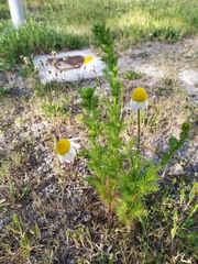 Tripleurospermum inodorum