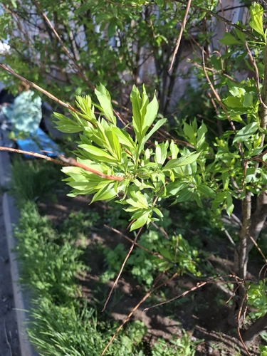 Salix udensis, photograph 5