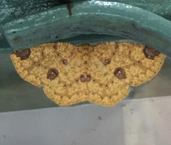 Periclina rumiaria