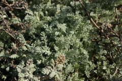 Artemisia fragrans