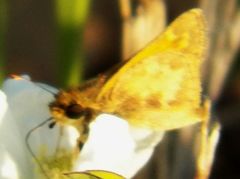 Atalopedes campestris huron