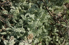 Artemisia fragrans
