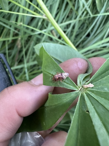 iNaturalist observation photo of Birch Catkin Bug