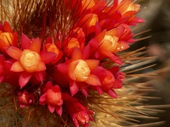 Micranthocereus flaviflorus