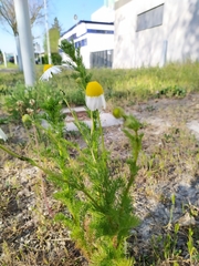 Tripleurospermum inodorum