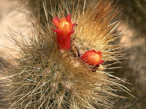 Micranthocereus flaviflorus, photograph 1