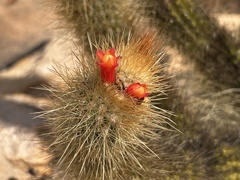 Micranthocereus flaviflorus, photograph (c) vitordematos12, some rights reserved (CC BY-SA)