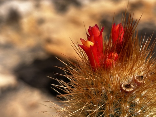 Micranthocereus flaviflorus, photograph 3
