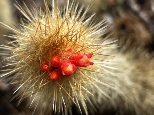 Micranthocereus flaviflorus, photograph 4