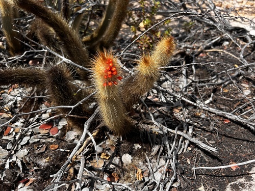 Micranthocereus flaviflorus, photograph 6