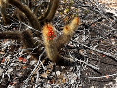 Micranthocereus flaviflorus, photograph (c) vitordematos12, some rights reserved (CC BY-SA)
