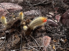 Micranthocereus flaviflorus, photograph (c) vitordematos12, some rights reserved (CC BY-SA)