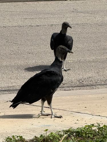 Black Vulture observed by priscila19353