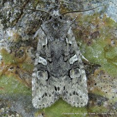 Lithophane baileyi