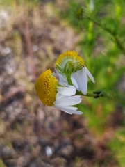 Tripleurospermum inodorum