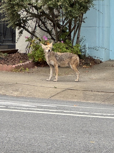 Coyote observed by claudinerlco