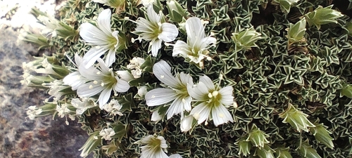 Arenaria tetraquetra