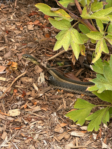 Common Garter Snake observed by kaelenp