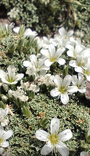 Arenaria tetraquetra, photograph 1