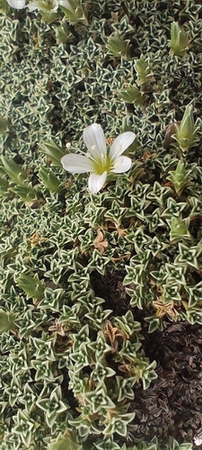 Arenaria tetraquetra, photograph 2