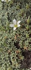 Arenaria tetraquetra, photograph (c) Santiago Martín-Bravo, some rights reserved (CC BY)
