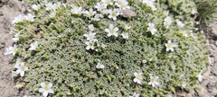 Arenaria tetraquetra, photograph (c) Santiago Martín-Bravo, some rights reserved (CC BY)