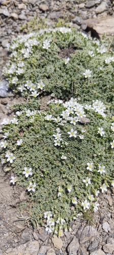 Arenaria tetraquetra, photograph 4