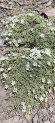 Arenaria tetraquetra, photograph (c) Santiago Martín-Bravo, some rights reserved (CC BY)