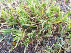 Sclerochloa dura