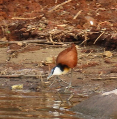 iNaturalist: (c) Michelle Dunford, some rights reserved (CC BY-NC), uploaded by Michelle Dunford iNaturalist image