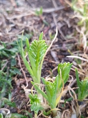 Sclerochloa dura