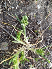 Sclerochloa dura