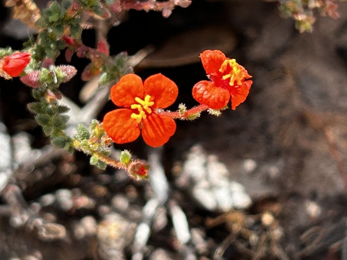 Marcetia canescens