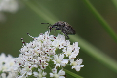 Mycterus curculioides