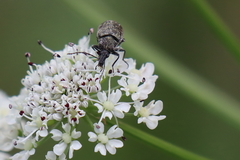 Mycterus curculioides