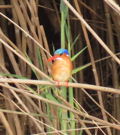 iNaturalist: (c) Michelle Dunford, some rights reserved (CC BY-NC), uploaded by Michelle Dunford iNaturalist image