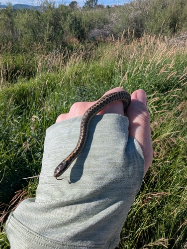 Western Terrestrial Garter Snake observed by arognlie