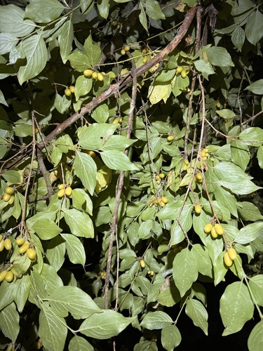 Cornelian cherry