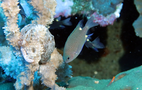 Twinspot chromis (Chromis elerae) — Pomacentridae — 3