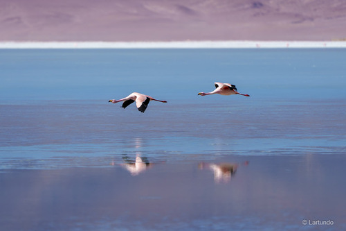 James's Flamingo (Phoenicoparrus jamesi), photo 7